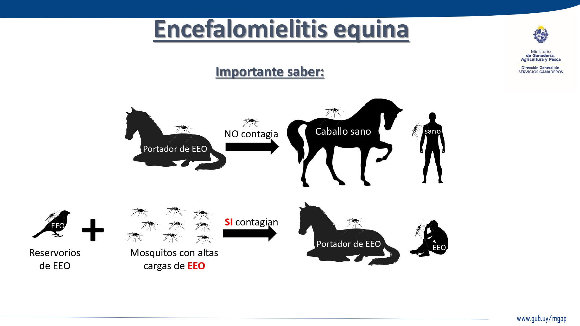 Informe Encefalomielitis Equina en Uruguay al 2 de abril 2024.