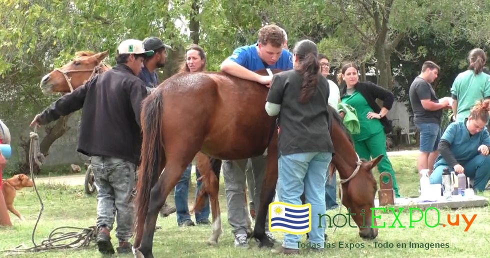 Intendencia de Canelones, UDELAR y Facultad de Veterinaria contra los parasitosis zoonotica.