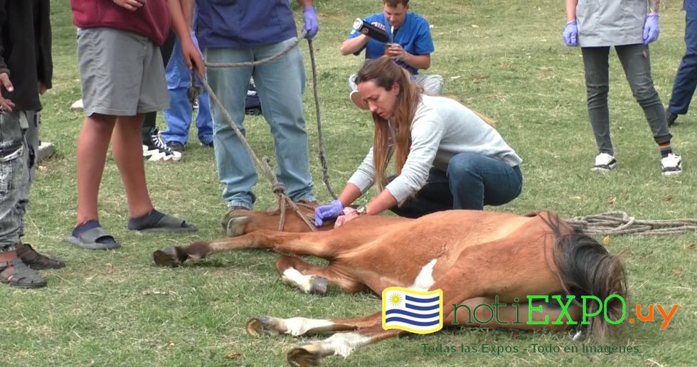 Intendencia de Canelones, UDELAR y Facultad de Veterinaria contra los parasitosis zoonotica.