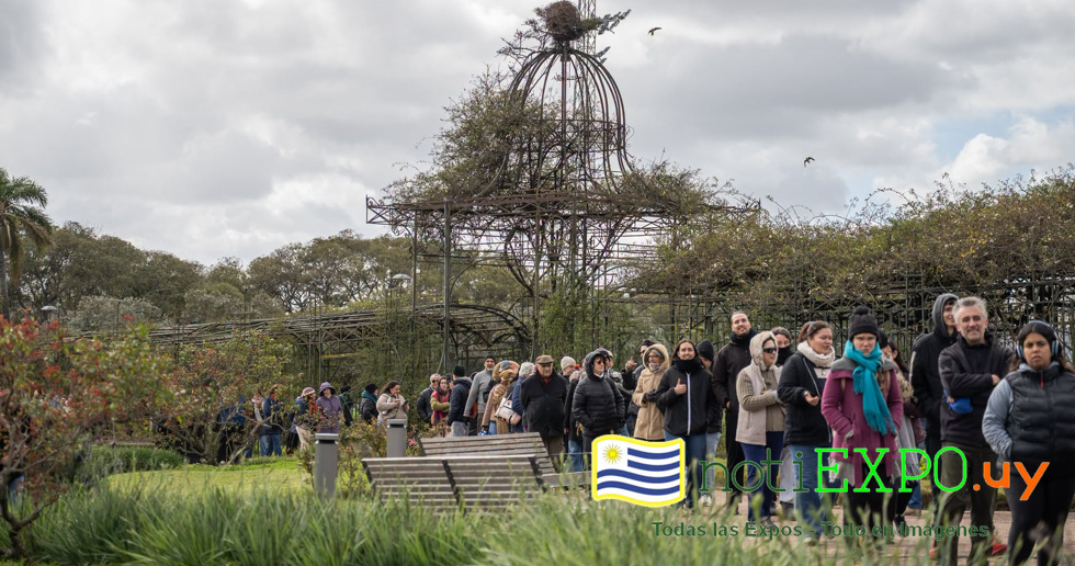 Rosales de amor, la Intendencia de Montevideo regalo estacas de rosales.