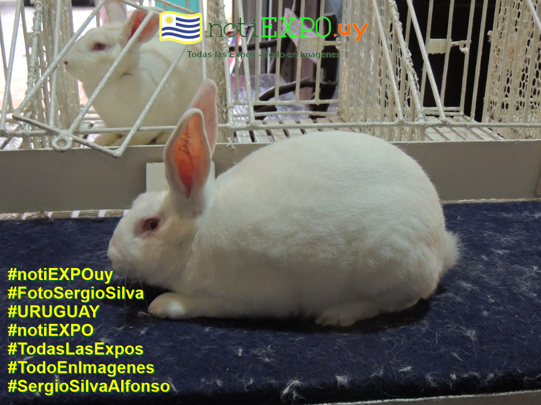 Expo Oto�o SUDEC en Semana Criolla. Todas las Expos. Fotografia de Sergio Silva. #FotoSergioSilva