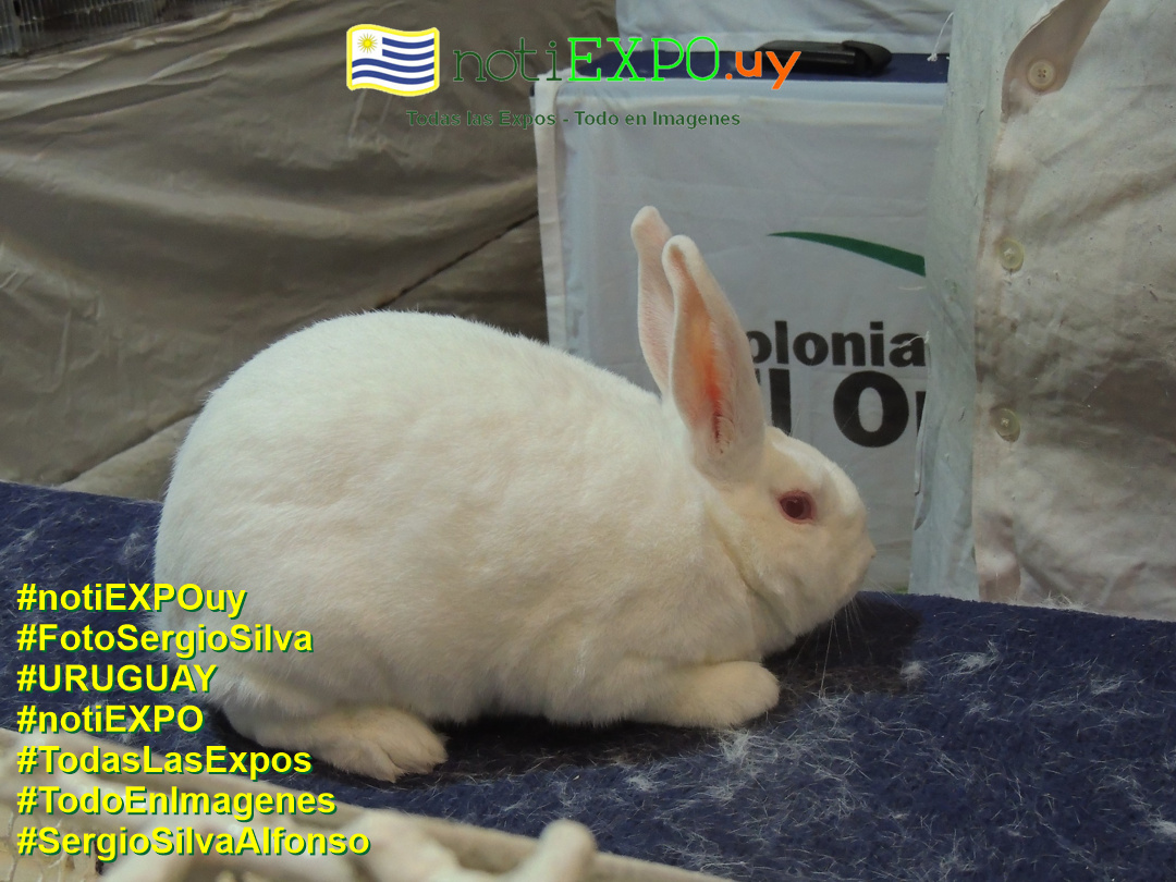 Expo Oto�o SUDEC en Semana Criolla. Todas las Expos. Fotografia de Sergio Silva. #FotoSergioSilva