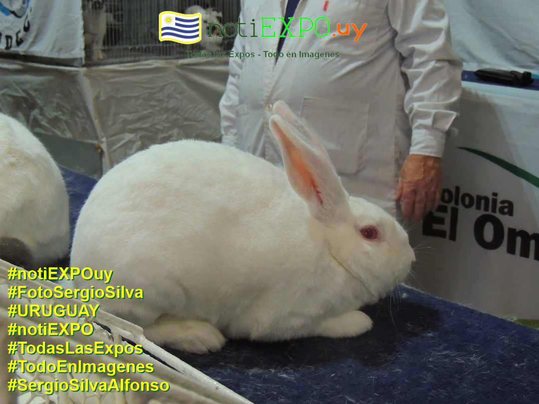 Expo Oto�o SUDEC en Semana Criolla. Todas las Expos. Fotografia de Sergio Silva. #FotoSergioSilva