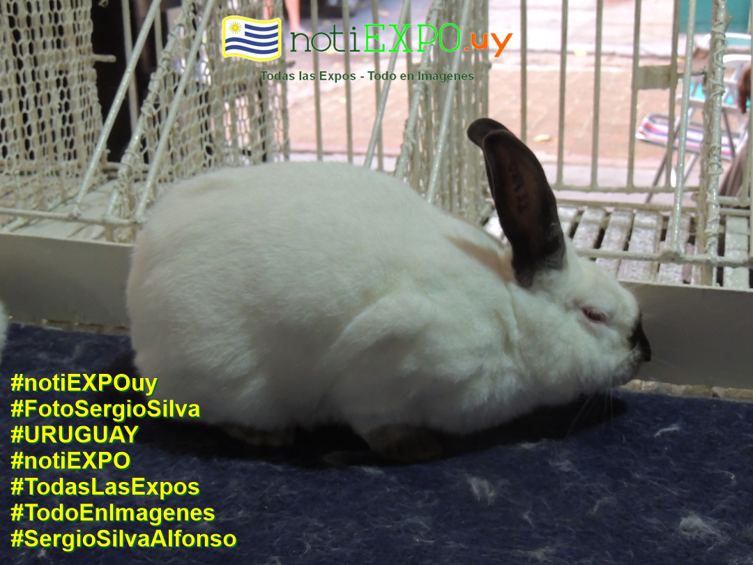 Expo Oto�o SUDEC en Semana Criolla. Todas las Expos. Fotografia de Sergio Silva. #FotoSergioSilva