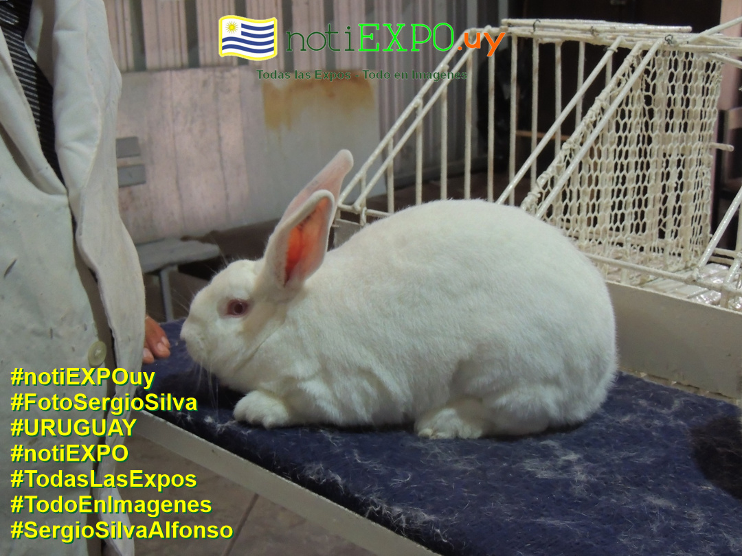 Expo Oto�o SUDEC en Semana Criolla. Foto Sergio SILVA. #FotoSergioSilva