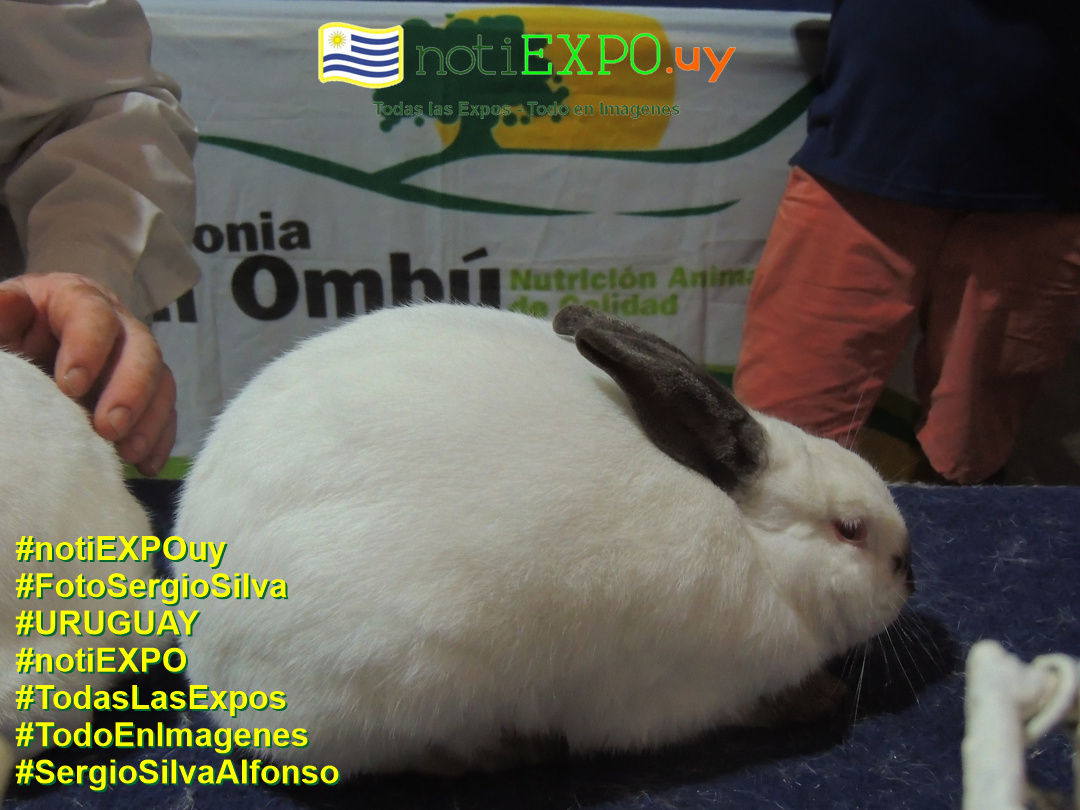 Expo Otoño SUDEC en Semana Criolla. Foto Sergio SILVA. #FotoSergioSilva