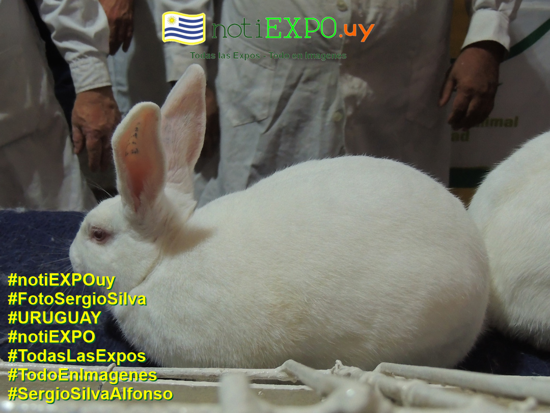 Expo Oto�o SUDEC en Semana Criolla. Todas las Expos. Fotografia de Sergio Silva. #FotoSergioSilva