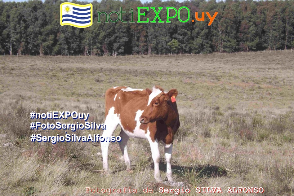 Ganado lechero en campo de recria. Foto Sergio Silva. #FotoSergioSilva