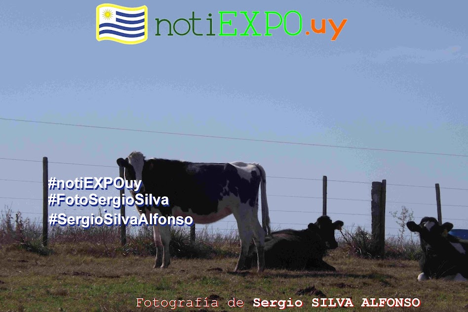 Ganado lechero en campo de recria. Foto Sergio Silva. #FotoSergioSilva