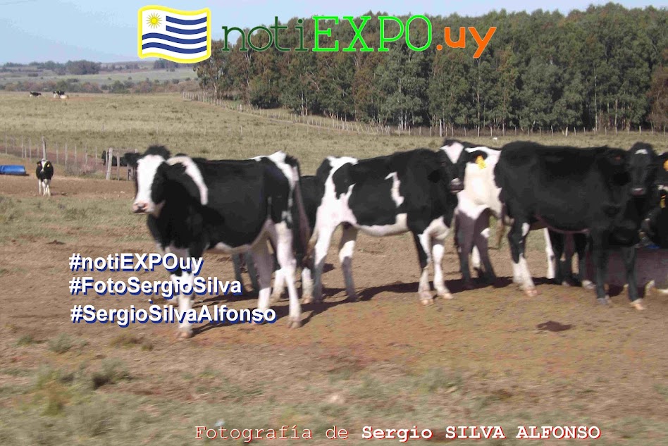 Ganado lechero en campo de recria. Foto Sergio Silva. #FotoSergioSilva