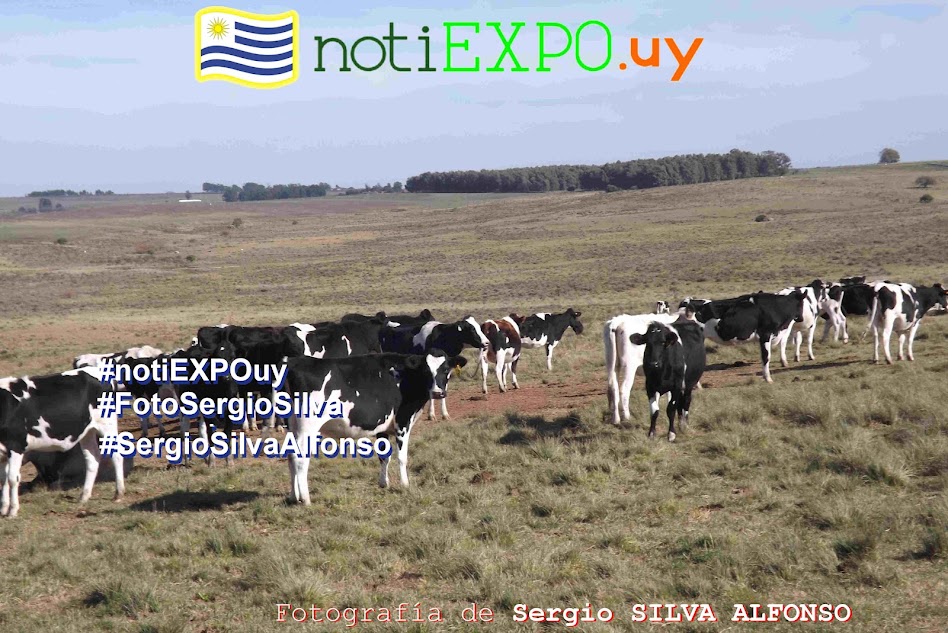 Ganado lechero en campo de recria. Foto Sergio Silva. #FotoSergioSilva