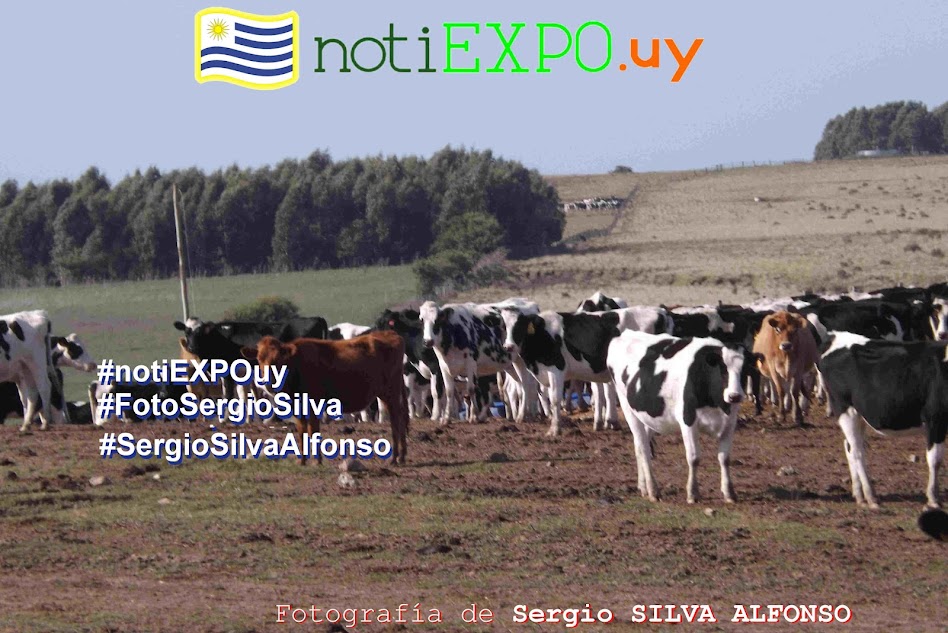 Ganado lechero en campo de recria. Foto Sergio Silva. #FotoSergioSilva