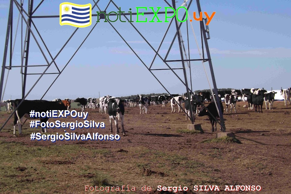 Ganados lecheros en Florida 20190517 - campo de recria. Fotografia de Sergio Silva. #FotoSergioSilva.