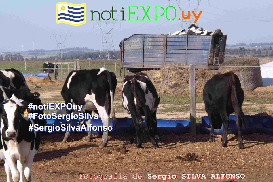 Ganados lecheros en Florida 20190517 - campo de recria. Fotografia de Sergio Silva. #FotoSergioSilva.