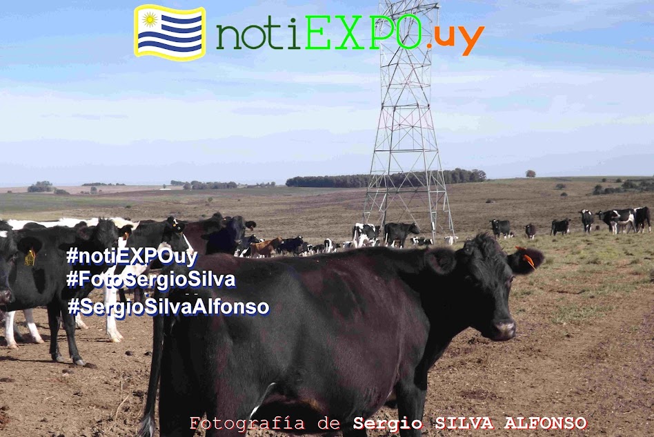 Ganados lecheros en Florida 20190517 - campo de recria. Fotografia de Sergio Silva. #FotoSergioSilva.