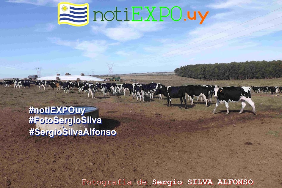 Ganados lecheros en Florida 20190517 - campo de recria. Fotografia de Sergio Silva. #FotoSergioSilva.
